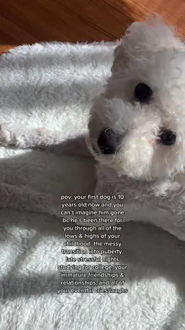 his name is Teddy 🫶🏼 I saw this one tiktok that said you’ll be with your dog for their whole life but they won’t be with you for yours & that broke me😭 #dog #dogtok #dogtiktok #simp #simphours #maltipoo #maltipoosoftiktok #olddog #puppy #childhood #childhooddog 