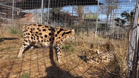 Please enjoy Tanzi going off on Safari and Safari having no idea what’s going on 😂😂 love these two goofballs🤪#sanctuarythings #servalsoftiktok #sillygoofymood #cute #funnyvideos 