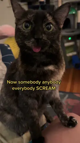 Fear the Gremlin scream!!! 😾 #catladytails #somebodyanybodyeverybodyscream #catswiththeirtonguesout #blepcat #wonkycat #disabledcat #tortitude #tortiecatsoftiktok #kittyscream 