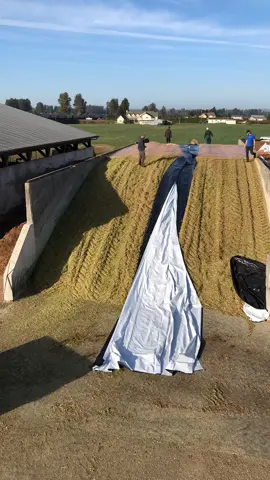 Covering our last corn bunker #timelapse #cornsilage #2022
