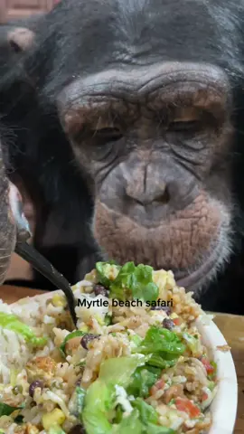 nothing like dinner with a chimp