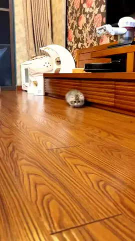 Kucing berkaki pendek sangat lucu untuk berlari, seperti ulat bulu#fyp #kucing 