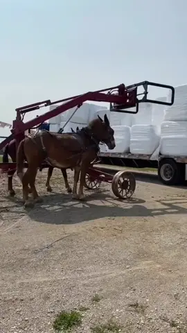 FORK HORSE #toolnut #farm #farmlife #farmer #omish #horse #horsepower #roblox #forktruck 