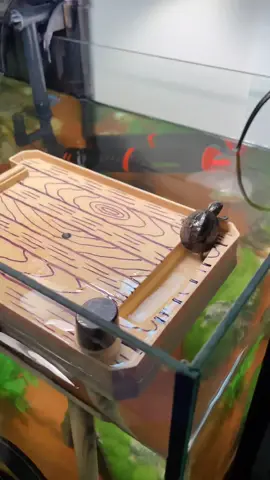 Yeet!   #turtle #turtles #tortoise #tortoises #muskturtle #aquarium #aquariumtank #reptile #reptiles #babyturtle #babyturtles #petsofinstagram #reptilesofinstagram #hatchling #hatchlings #coldblooded #cute #cuteanimals #turtlelife #aquascape #turtletank #turtletanksetup #turtletok #turtlesoftiktok #turtlelover #turtleshorts #shrimp #terrapins #terrapin #terrapinsoftiktok #terrapins