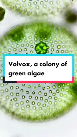 Here are my favourite Volvox videos from this summer 💚  Volvox is a genus of multicellular freshwater green algae. It is largely used for developmental biology, and to study the transition from single cells to multicellular forms of life.  Can you see how these spherical photosynthetic beauties are creating a water flow around them? They propel all of the other organisms further around 😂   The larger spheres are colonies of small biflagellate cells with smaller aflagellate round colonies inside which are the daughter colonies, or the baby algae. Specialized biflagellated cells are responsible for locomotion and spinning movements toward a light source so they can produce sugar by photosynthesis. Those biflagellated cells also possess an eyespot which is responsible for detecting light and guide the colony towards optimal light conditions. These flagellated cells that compose the large mother colony are all interconnected by small cytoplasmic bridges to allow nutrient transfer and communication between cells. Those bridges are a bit hard to see but still visible in the clips with the white background (brightfield)!   In other words, a Volvox colony is typically formed of two types of cells; germ and somatic. The larger sphere is composed of thousands of somatic cells responsible for photosynthesis and motility. These cells create a water flow around the colony, but they cannot divide and are programmed to die within a few days. Germ cells are nonmotile, but can divide asexually and form new little daughter colonies. These generative cells are basically responsible for  Volvox’s growth and reproduction and are practically immortal!  When the mother colony breaks open, the young colonies can escape and start their life! The cycle can then start again ☺️  Video taken with my iPhone mounted on my brand new BA310E Motic microscope with an @ilabcam ultra adapter 🔬   References: David L. Kirk, Germ–Soma Differentiation in Volvox, Developmental Biology, Volume 238, Issue 2 (2001)  Fenchel, T. (2013). Ecology of Protozoa: The biology of free-living phagotropic protists. Springer-Verlag.  Umen, J.G. Volvox and volvocine green algae. EvoDevo 11, 13 (2020) . #fyp #microscope #biology #Science 