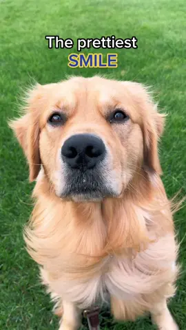 My home.💛  #fyp #foryoupage #dogsoftiktok