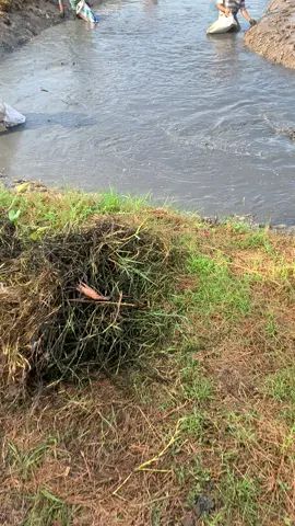 Bắt tôm càng#mièntay#mièntayquetui #tômcangxanh#xuhuongtiktok #vinhsangkg 