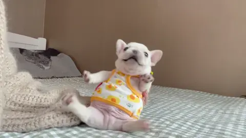 𝘽𝙤𝙮𝙭í𝙣𝙝𝙡𝙖𝙤 #frenchie #bulldog #dog #pet #puppy #cutey #cute #dethuong #dcgr #funny #funnyvideos #xuhuongtiktok #xh #foryou #foryoupage #fyp #viral 