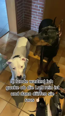 #hundevideos #dog #hundeerziehung #hundetraining 