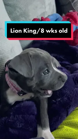 Lion King has been her obsession since she was 8 wks old. So stinkin cute! #gemini #lionking  #disneyplus #dogsthatwatchtv #focused @disneyplus 