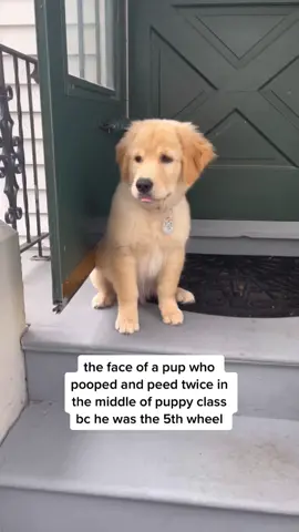 Some say I seek attention, and by “some” I mean my pawrents  #goldenretriever #seekattention #babydog #puppydog #accident #puppydog #puppiesoftiktok #dogsofttiktok #cutedogs #troublemaker #goldendaily #goldenpuppy #puppytraining #pov #causeproblemsonpurpose #attentionplease 