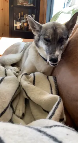 #funnyvideos #dogsofttiktok #alaskanhusky #dog #weirdpets #norway #funny #sneezing 