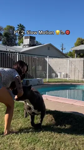 A crazy cute Diesel!!! Lol #dog #dogs #dogsoftiktok #dogplay 