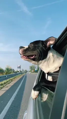 #amstaff #amstafflove ❤️🐶