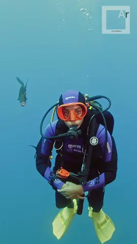 Um pequeno beijo do Peixe-Porco 🐟  A little kiss from the Trigger fish 🐟  #scubadiving 