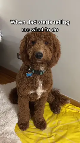 When your your dogs only listen to their mom 🥹 #ricksea #rickseavlogs #fyp #dogsoftiktok #dogs #goldendoodle #rickseasdogs 