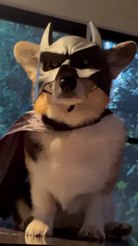 Bat-ffiti is watching over us all 🦇 #corgi #dog #dogsincostume #batman #fyp 