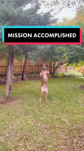 I’ve NEVER been so invested in an ending 🙊 Please congratulate him?! This was an entire minute and a half of VERY hard work. He refused to give up and didn’t even look at me to request backup. 💪 #dogsoftiktok #funnydog #rescuedog #nevergiveup 