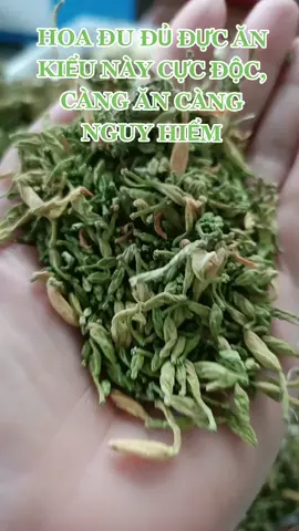 Hoa đu đủ đực ăn kiểu này cực độc. #hoadududucchuaungthu #tacdunghoadududuc #tác_dụng_hoa_đu_đủ_đực #hoadududucchuaho #hoadududucchuaho #hoadududucngammatong #hoadududuc 