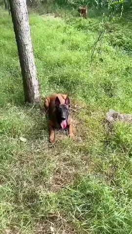 #Husky#GoldenRetriever#funny#TikTok#pet#Malinois#foryou 