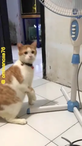 Funny Cat and Funny Dog #funnyvideos  #lucukonyol  #funnyanimal #bikinketawa #omivanoxe76 #lucungakak 