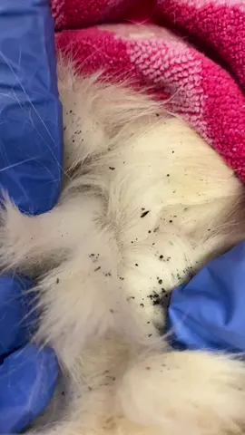 Fleas on a white cat. A good way to tell if your animal has fleas for sure is taking some of this dirt and getting it wet, the dirt specks will turn a blood colour. #vettok #fleas 