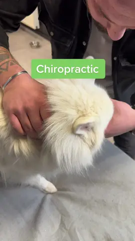 #foryou #chiropractor #foryoupage #dog #cracks #usa_tiktok #viral 