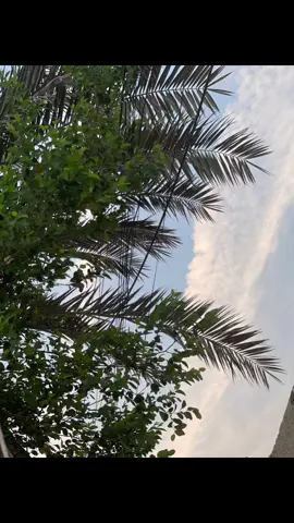 #ليله_الجمعه #تنظف#حديقه_بيتنا #نخله_🌴 #احب#اشتغل#بخور#العراق🇮🇶❤️ #صوت_جميل #اللهم_انك_عفو_تحب_العفو_فاعف_عنا ام محمد حياكم شوفو احسابي المتواضع#احبكم_يا_احلى_متابعين 