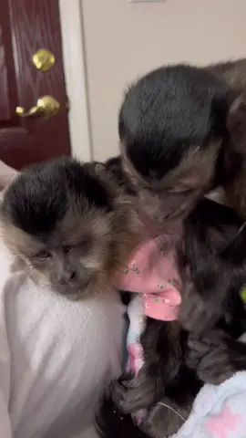 Oliver’s grooming Willow and she’s loving it! #oliverlincoln #grooming #sweetheart #sweet #adorable #loving #capuchin #monkey #monkeysoftiktok 