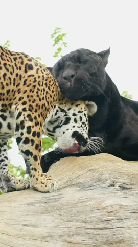 The cutest video you’ll see all day! ❤️ #jag #jaguar #blackjaguar #Love #inlove #couplegoals #couple #bigcats #bigcatsoftiktok #animals #animalsoftiktok #zookeeper #LearnOnTikTok #cats #catsoftiktok 