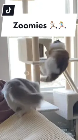 The daily morning ritual of racing down the hall and up the tree #catsbelike #zoomies #catmom #ragdollcats #kittensplaying #runningcats #cattree #funnycats #clumsycat #meow #floofs #ragdolls #catsoftiktok #cattok #PetsOfTikTok #eeveeandyoshi 