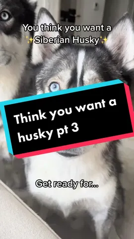 I have enough content for 20 parts of this but heres part 3 #huskiesoftiktok #dogsoftiktok #fyp #dogs