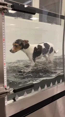 Vad tror ni att Agnes gör här? Hon är inte jättenöjd med tillvaron haha #dogsoftiktok 