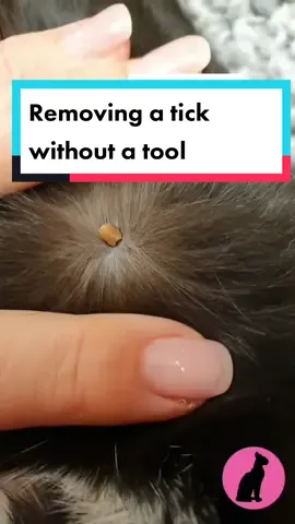 Replying to @mysticfreedom_21 Removing a tick without a tool #kattcenter #sheltercats #adopt #fyp #cat #catlove #catoftheday #catsoftiktok #Love #katthem #hittekatt #katthem #adoptdontshop #pets #petsontiktok #adopt #rescue #shelter #tickremoval 