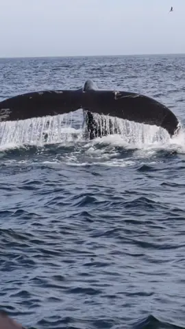 Nothing like a traditional whale fluke. This whale has the underneath side of its tail completely white, which is not usual for the whales we get here in the Monterey Bay National Marine Sanctuary. Did you know that the underneath side of a whale tail is as unique as our fingerprint? That’s how we identify the whales.   🐋 Book a trip to whale watch where they belong in the WILD!   #whalewatching #whale #tail #humpbackwhale #breach #jump #fly #news #media #lunges #wildlife  #montereycalifornia #coast #cali #sunset #boat #dolphins #tiktok  #friends #friendly #inspirational #moments 