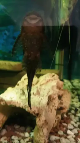 just for fun 🙃 my friend fish 😋 #fish #aquarium #singing #funny 