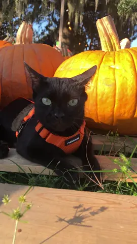 Aries’ slo motion reaction after I mention that it is time to go home. #slomotion #pumpkins #catlovers #blackcatsoftiktok #ariesthecatambassador #tiktokcat #tiktokpets 