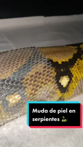 Captado en el preciso momento. 📸 #fypシ #reticulatedpython #snakes 