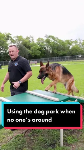 Only Use the Dog Park When No One’s Around #dog #dogsoftiktok #doglover #puppy #puppylove #germanshepherd #DogTraining #fyp