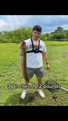 ike the pike #pikefishing #fishtok #fishing #fyp   Reposting bc i know how to frame now 🤣
