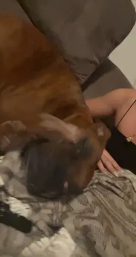 No context here #dogsoftiktok #dogsofttiktok #boxerdog 