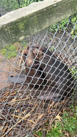 #beavers #hugs #fyp #animals 