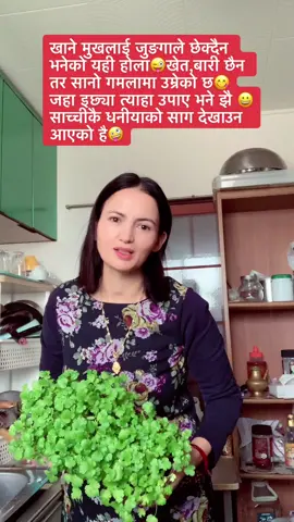 गमलामा धनीयाको रोपेर खान मन पर्छ भने ,जापानमा बिभिन्न देशको धनीयाको बिउ किनेर रोप्न सकिन्छ है ,साथीहरु #foryou #foryoupage #tiktoknepal 