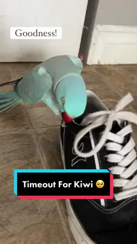 Kiwi Put Himself In Timeout 🥺😅 #parrot #bird #kiwi #thebluechicken #indianringneck #cutepets #novascotia#healey#funny#funnyanimals #fyp#fail #Love #duet #trending#funnyvideos#meme