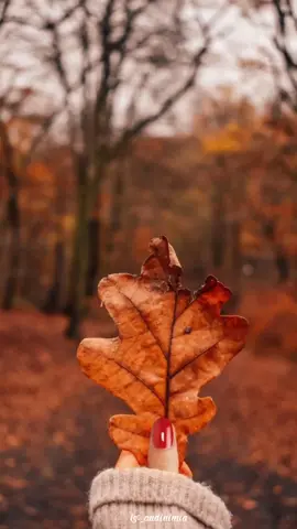 Malam itu.. seperti mati rasa, bergulat dengan perasaan luka  yang amat dalam,  mencari segala macam obat untuk penyembuhan, kemudian turun gemercik rahmat dari sang pecinta memberikan kedamaian yang amat tak terhingga #xyzbca #masukberanda #fyp #aesthetics #daun #kering #musim #damai 