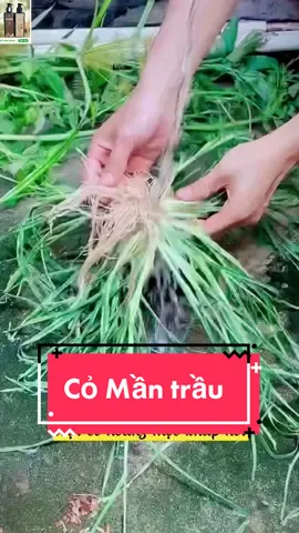 Bạn đã biêtw công dụng của nó chưa ?#LearnOnTikTok #thaoduoc #comantrau #daugoimoctocnhanh 