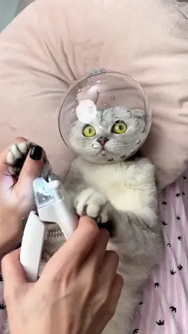 How to Trim Cat Claws💅 #cat 