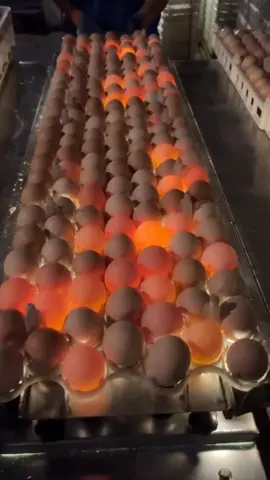 Smart trick to pick egg#viral #tips #trick #useful #LearnOnTikTok #tipsandtricks #smart #diyproject #ideatimes #foryou #fypシ 