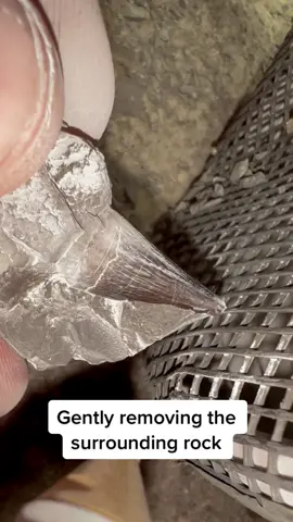 This huge tooth is not from a Dinosaur 🦕🦖 but from a huge extinct Marine Reptile known as a Temnondontosaurus, a species of Ichthyosaur 🐬🐋 we carefully removed it from the surrounding rock to reveal the stunning detail. For ammonite rocks to crack open, please visit our official online store yorkshirefossils.NET (link in bio) or message directly on Instagram @yorkshire.fossils 🦷 For more Fossils check out our YouTube, ”Yorkshire Fossils”! 🐊 I’ve put a link in the bio of our page 🔬 #fyp #natural #nature #fossil #fossils #ancient #animals #art #ammonite #ammonites #dinosaur #scientist  #minerals #paleontology #whitby #geologist #dorset #geology #charmouth #jurassic #yorkshire 