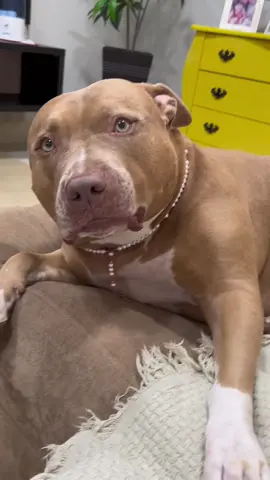 Qd mamãe sai por 5 minutos da uma saudade 🥰 #fy#foryou#pravc#animaisnotiktok#challenge#viral#pitbull#pitbull#fyy#amor#maeefilha#pet#Love#tiktok#tik_tok 